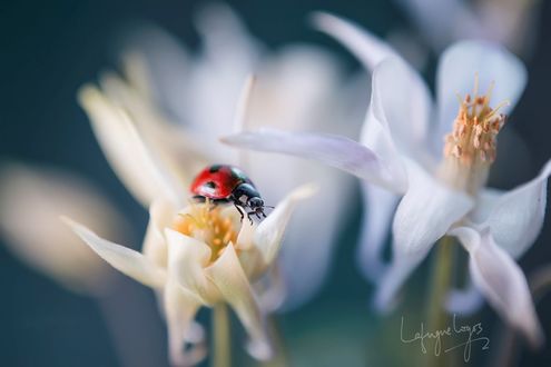 Обои на рабочий стол Божья коровка на белом цветке, фотограф Lafugue Logos