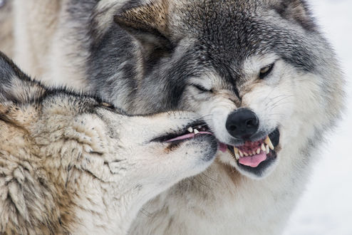 Обои на рабочий стол Два серых волка, фотограф Maxime Riendeau