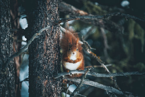 Обои на рабочий стол Белка сидит на ветке дерева, фотограф Johannes Hulsch