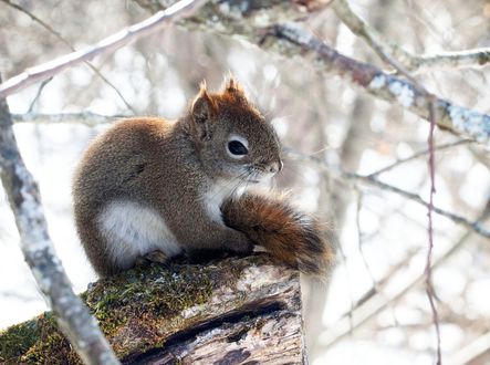 Обои на рабочий стол Белочка сидит на бревне, фотограф Andre Villeneuve