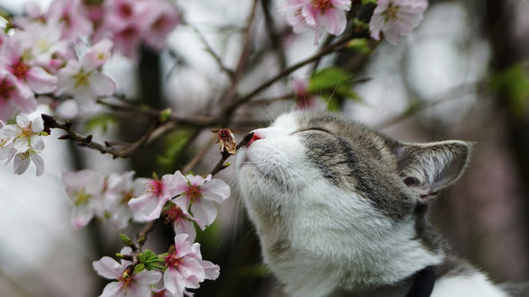 Кошка нюхает цветы картинки