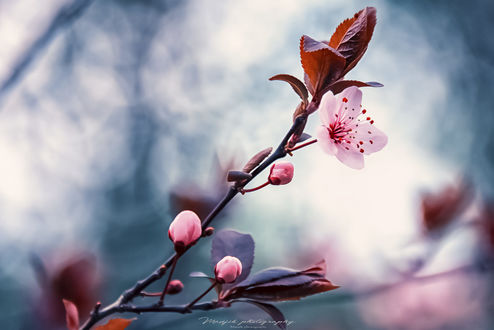 Обои на рабочий стол Весенняя цветущая веточка, фотограф Manjik photography