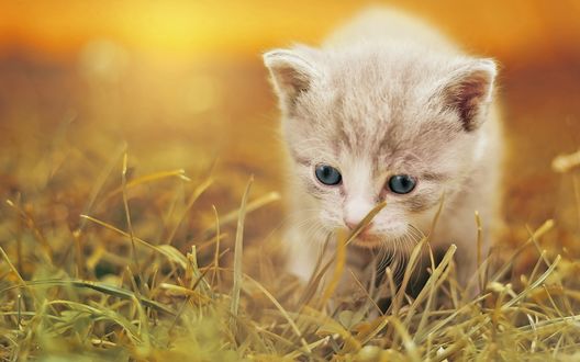 Обои на рабочий стол Котенок в траве