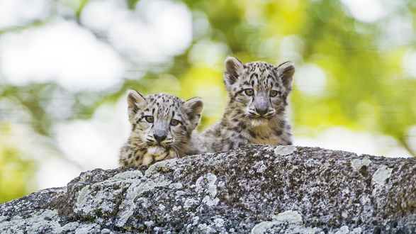 Обои на рабочий стол Малыши снежного барса на камне в заповеднике, by Tambako The Jaguar