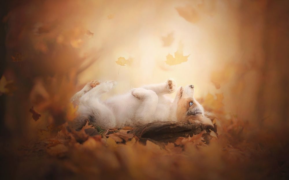 Обои для рабочего стола Щенок лежит на осенней листве на размытом осеннем фоне, фотограф Alicja ZmysЕ‚owska