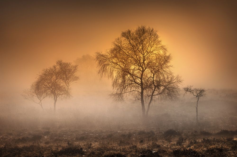 Обои для рабочего стола Деревья в тумане, by K. R. Photographyghb