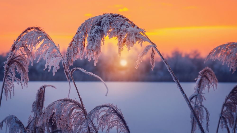 Обои для рабочего стола Замерзшие стебли на фоне восходящего солнца, фотограф Andrаs Pаsztor