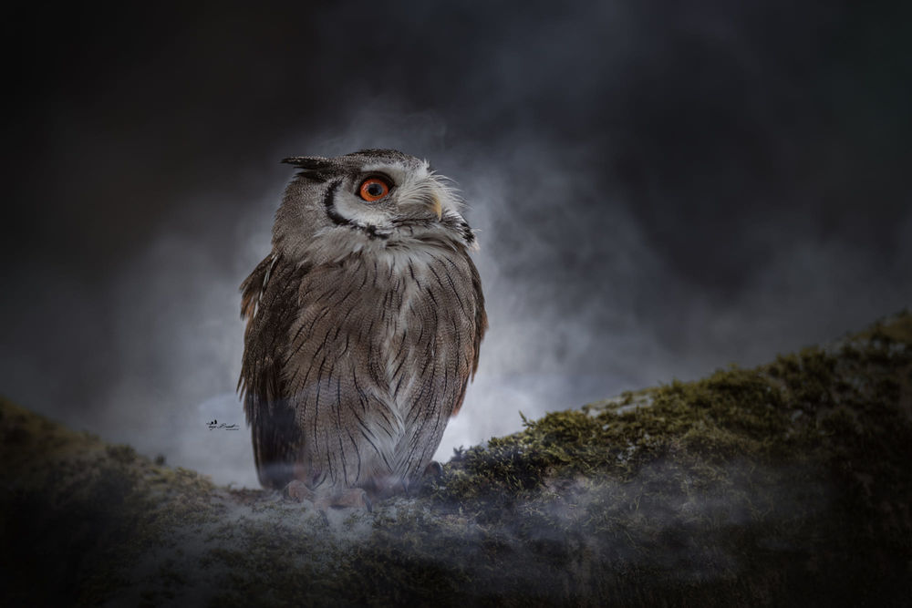 Обои для рабочего стола Сова в ночной дымке, фотограф Tanja Brandt