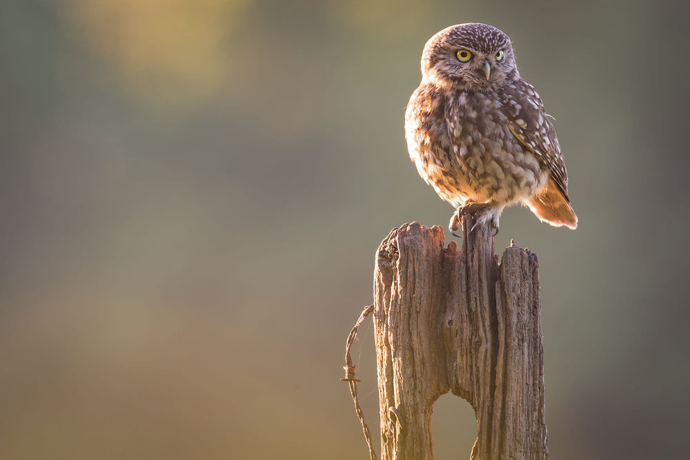 Обои для рабочего стола Сова на пне, фотограф Mark Bridger