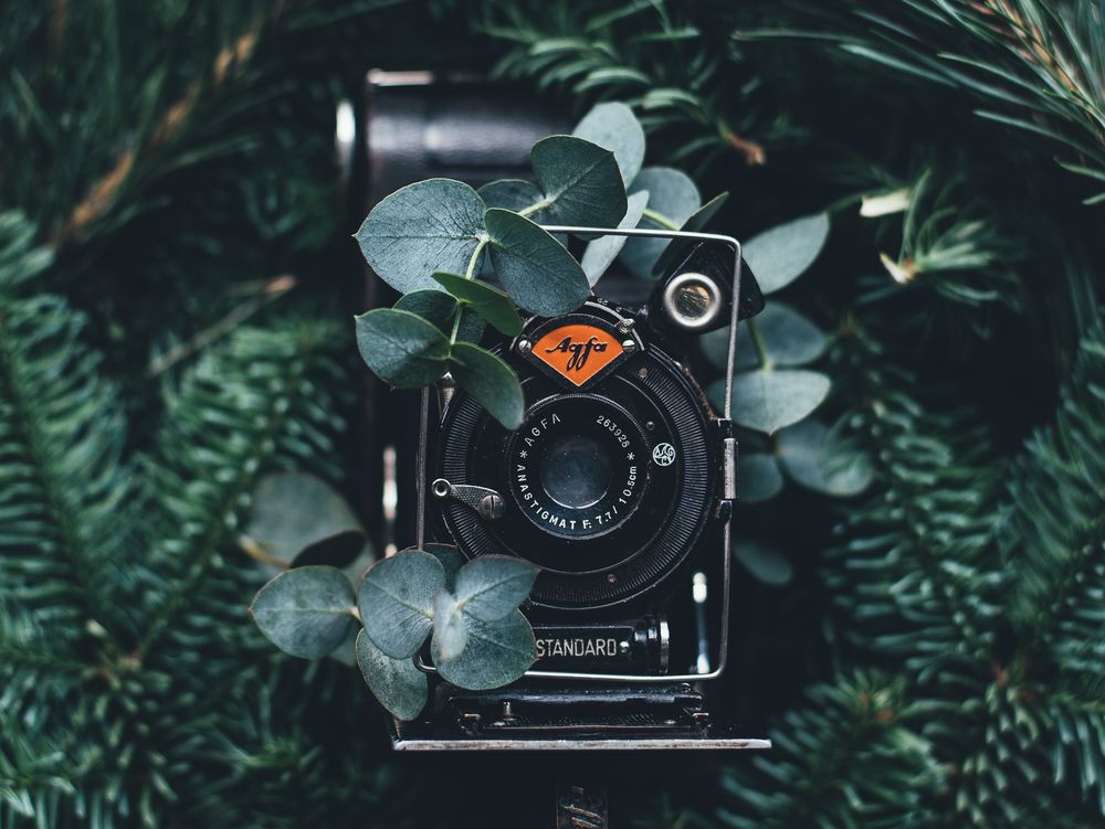 Обои для рабочего стола Фотоаппарат среди веток дерева, by Annie Spratt