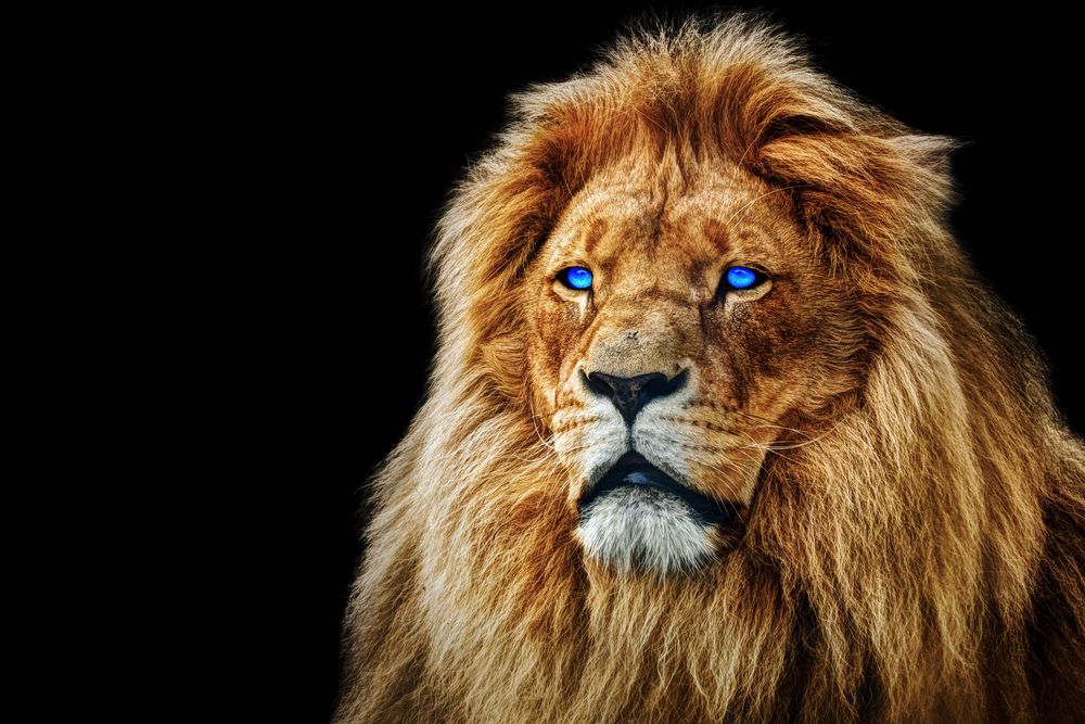 Фотообои морда льва () ✔️ Купить на стену в интернет магазине