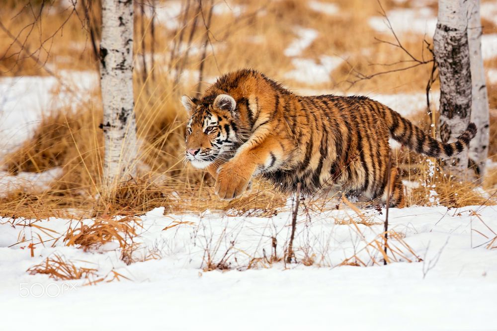 Обои для рабочего стола Молодой тигр застыл в прыжке над землей, покрытой снегом, фотограф Milan Zygmunt