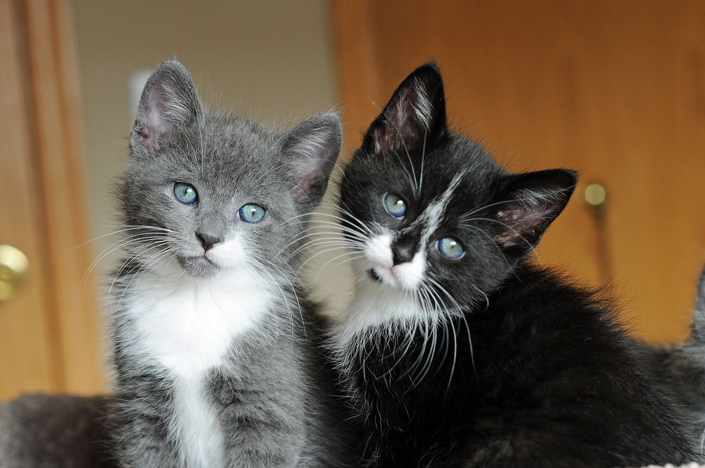 Обои для рабочего стола Милые мордашки серо-белого и черно-белого котенка