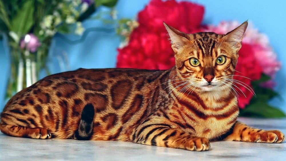 бенгальская кошка рыжая