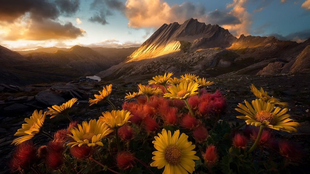 Обои для рабочего стола Цветы перед горами под облачным небом, фотограф Aurеlien BERNARD