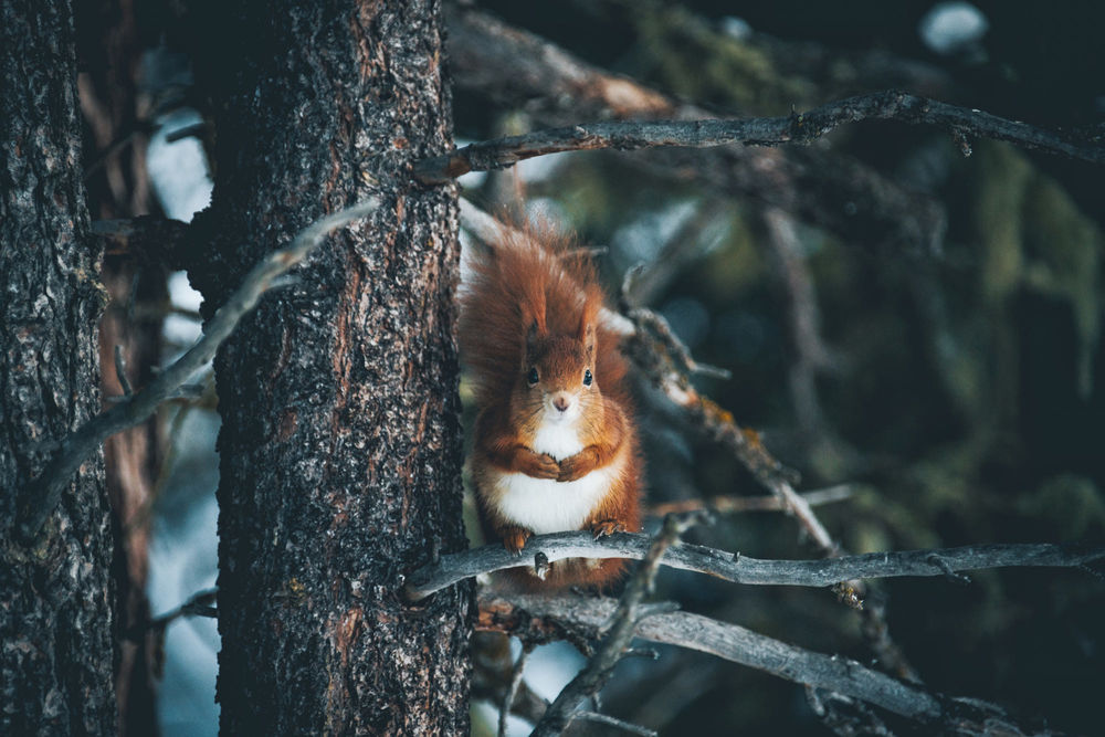 Обои для рабочего стола Белка сидит на ветке дерева, фотограф Johannes Hulsch