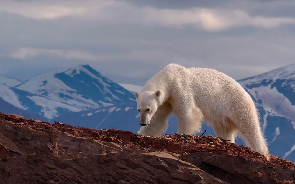 Обои для рабочего стола Белый медведь взобрался на скалу на фоне гор
