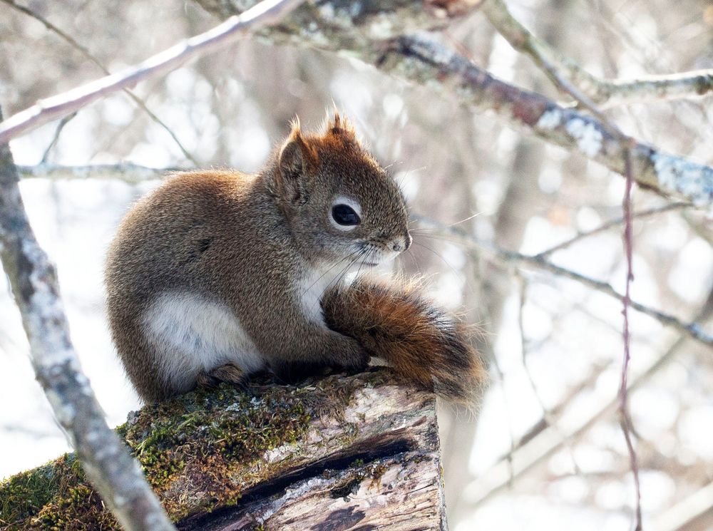 Обои для рабочего стола Белочка сидит на бревне, фотограф Andre Villeneuve