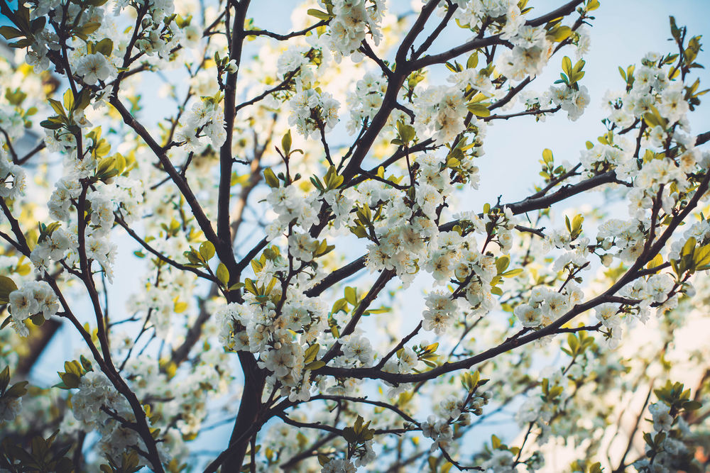 Обои для рабочего стола Весенние цветущие ветки дерева, фотограф Irina Kostenich
