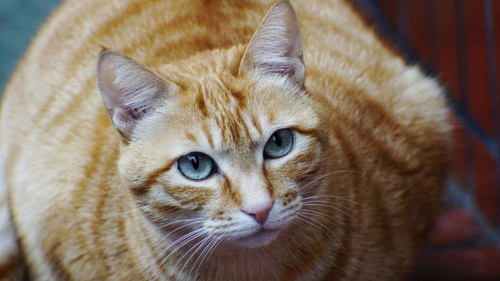 Толстые рыжие коты (32 фото)