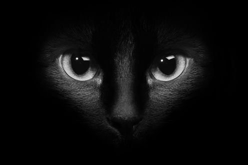 Обои на рабочий стол Взгляд черной кошки из темноты
