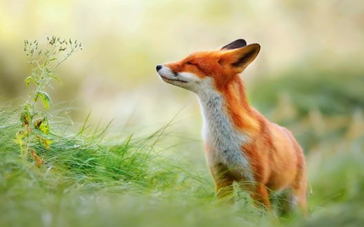 Обои на рабочий стол Лиса к чему-то принюхивается в траве, фотограф Roeselien Raimond