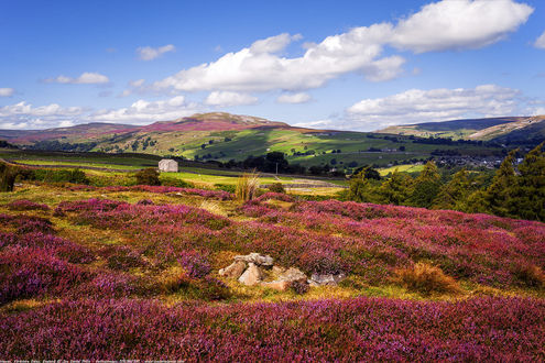 Обои на рабочий стол Цветущий вереск в Yorkshire Dales, Yorkshire, England / Йоркширских долинах, Йоркшир, Англия, фотограф Joe Daniel Price