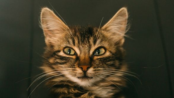 Обои на рабочий стол Мордочка усатого кота