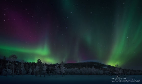 Обои на рабочий стол Северное сияние над лесом, на севере Финляндии, фотограф Juuso Oikarinen