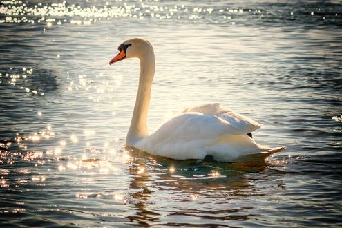 Обои на рабочий стол Лебедь на воде