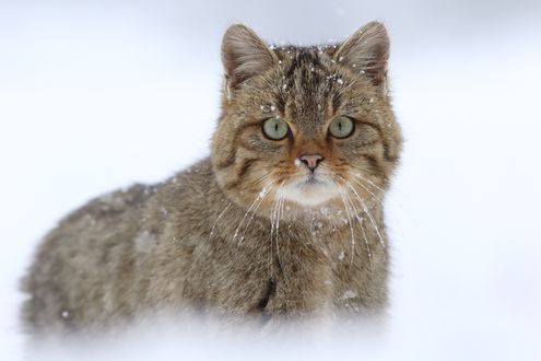 Обои на рабочий стол Европейская лесная кошка стоит на снегу и смотрит в камеру, фотограф Bruno Maitre