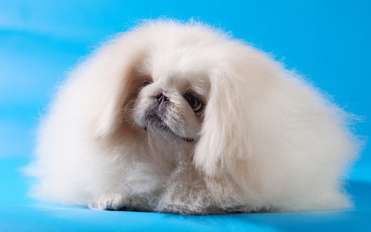 Обои на рабочий стол Щенок породы pekingese / пекинес