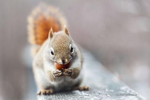 Обои на рабочий стол Белочка с желудем, фотограф Andre Villeneuve