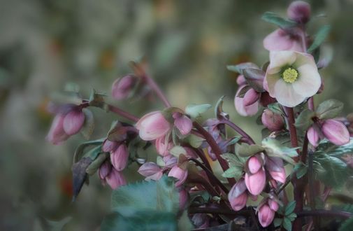 Обои на рабочий стол Бледно розовые цветы вида Helleborus - hybridus на размытом фоне, фотограф JHanna