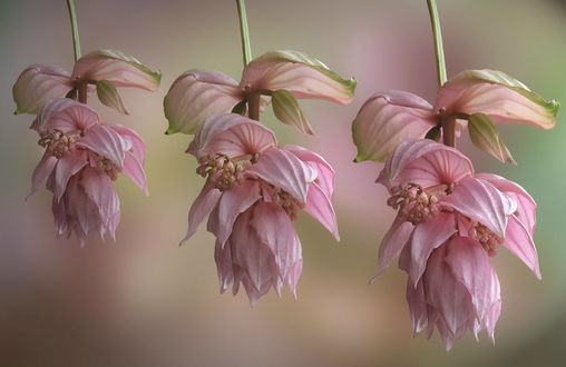 Обои на рабочий стол Бледно розовые цветы вида Medinilla Magnifica на размытом фоне, фотограф JHanna