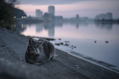 Обои на рабочий стол Кошка лежит на ступеньках перед водоемом, фотограф Tomomichi Ito