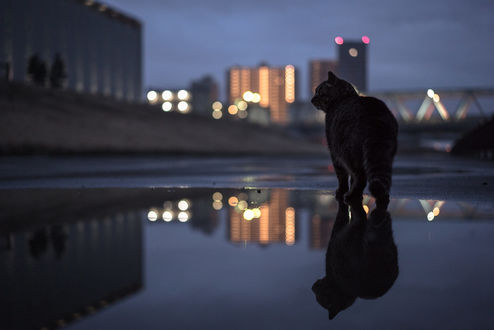 Обои на рабочий стол Кошка стоит в луже, фотограф Tomomichi Ito