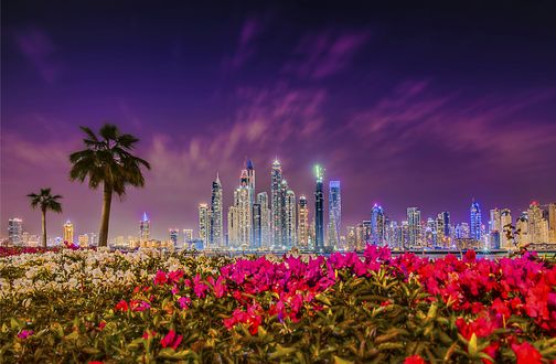 Обои на рабочий стол Разноцветные рододендроны на фоне ночного Dubai, United Arab Emirates / Дубаи, ОАЭ