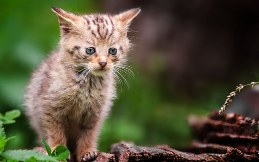 Обои на рабочий стол Грустный котенок на деревяшке
