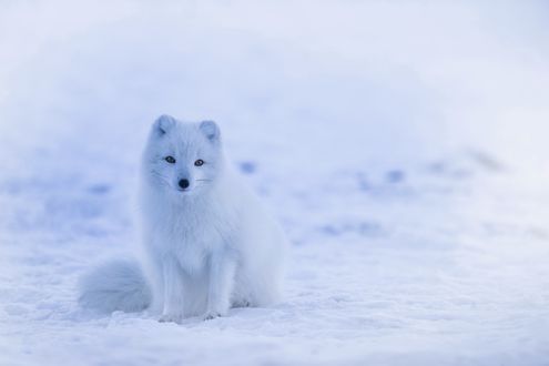 Обои на рабочий стол Белый песец сидит на снегу и смотрит в камеру, Iceland / Исландия, by12019