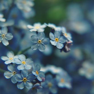 Обои на рабочий стол Цветы голубых незабудок, by vitzy