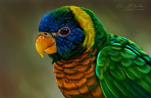 Обои на рабочий стол Parrots / Попугай на сером фоне, by Елена Саморядова