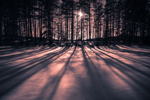 Обои на рабочий стол Солнечные лучи сквозь деревья освещают снег, фотограф оdi