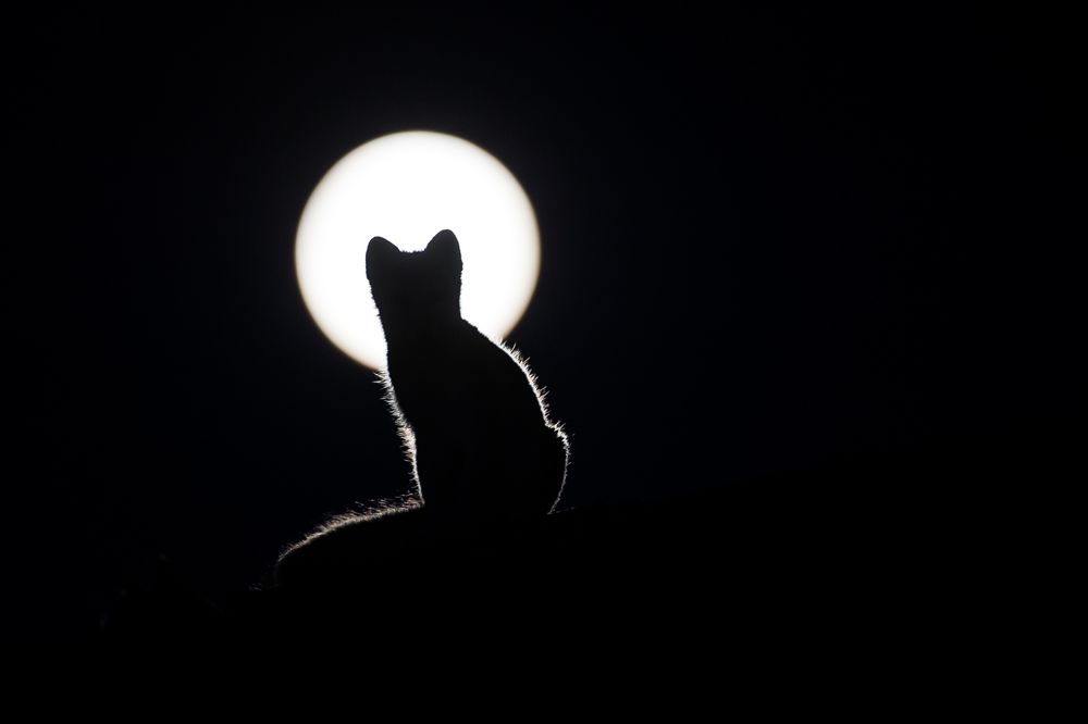 Обои для рабочего стола Силуэт лисы на фоне полной луны, фотограф Roger Brendhagen