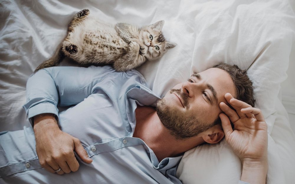 Обои для рабочего стола Полосатый котенок лежит на кровати рядом с мужчиной в голубой рубашке