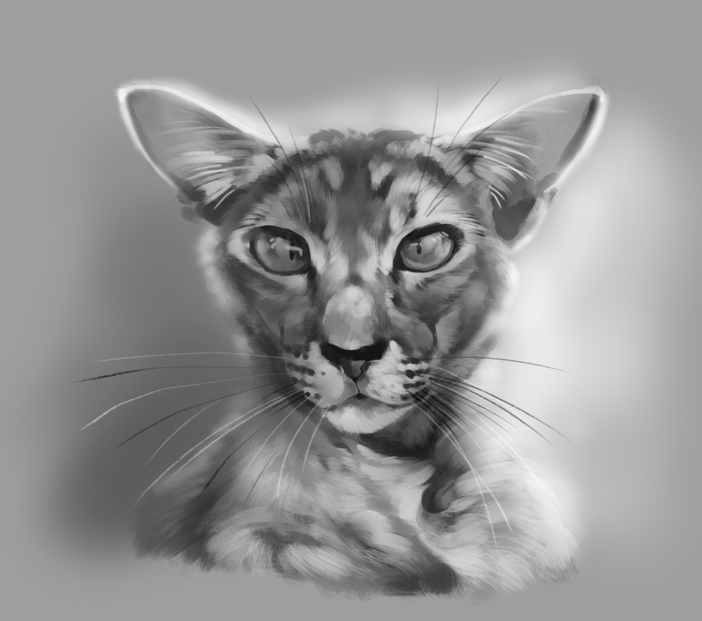 Обои для рабочего стола Морда серого кота, by Finchwing