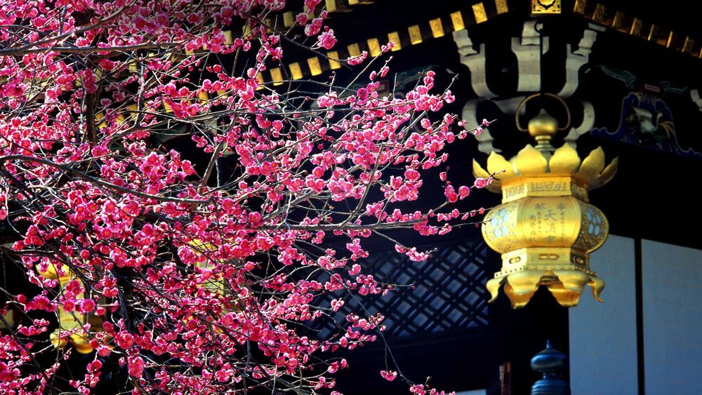 Обои для рабочего стола Цветение сакуры возле храма Kitano Temmangu, Япония / Japan