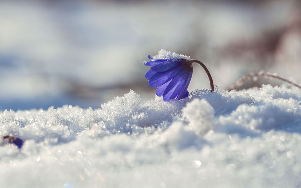 Обои для рабочего стола Первоцвет на снегу, фотограф Инна Сухова