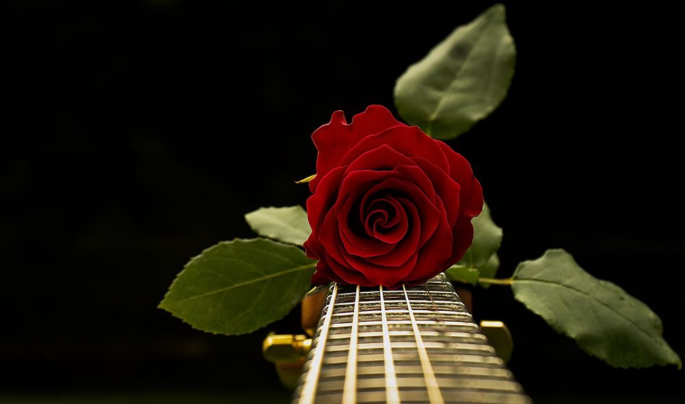 Обои для рабочего стола Красная роза на грифе классической гитары