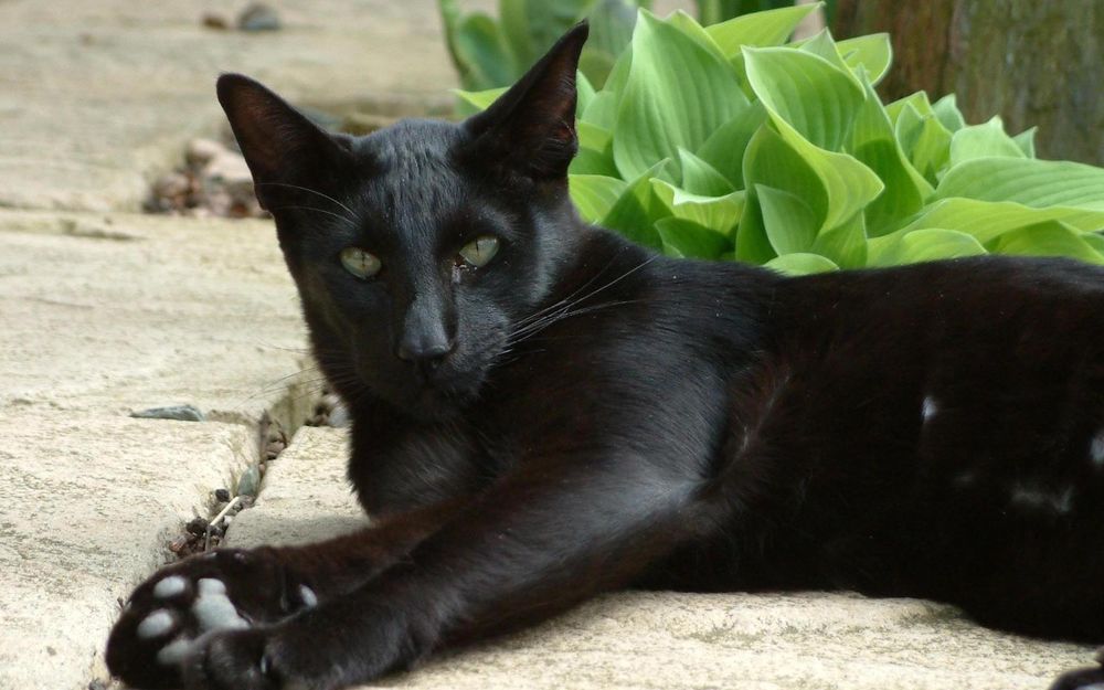 Обои на рабочий стол Большой черный кот греется на бетонных плитах возле  растения, обои для рабочего стола, скачать обои, обои бесплатно